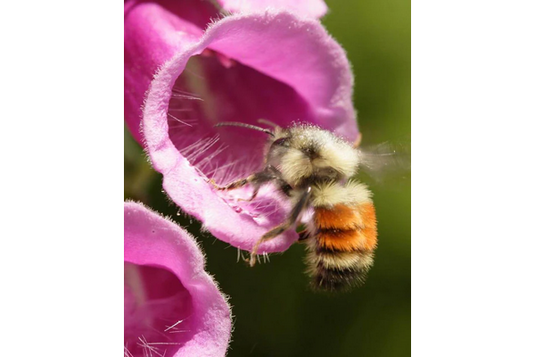 West Coast Seeds - Purple Foxgloves (Digitalis) - Tall, Tubular Blooms, Biennial (0.5g)