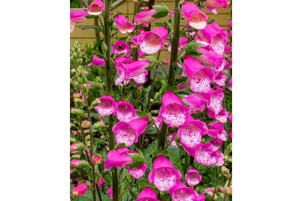 West Coast Seeds - Purple Foxgloves (Digitalis) - Tall, Tubular Blooms, Biennial (0.5g)