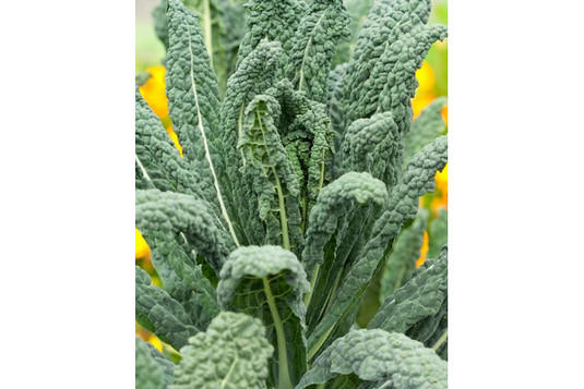 West Coast Seeds - Lacinato Kale Certified Organic - Heirloom Superfood, Easy to Grow (1g)