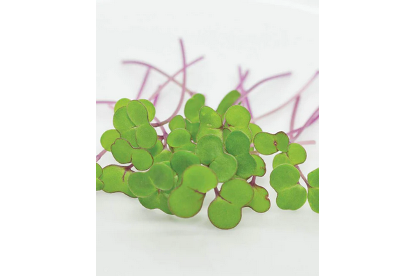 West Coast Seeds - Kale Microgreens - Nutrient-Rich Superfood (50g)