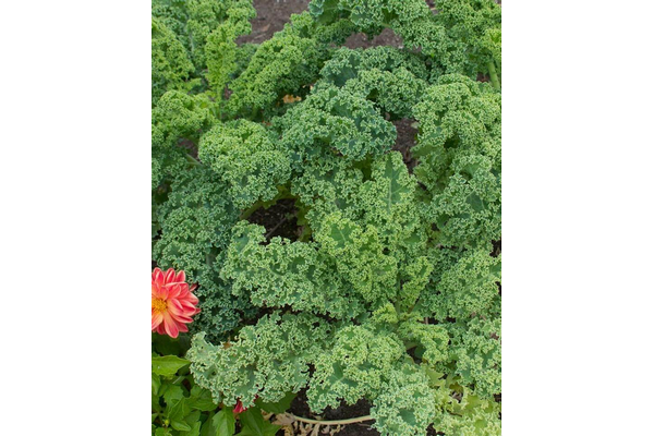 Load image into Gallery viewer, West Coast Seeds - Vates Blue Curled Scotch Kale - Dwarf, Frost-Tender Superfood (1g)
