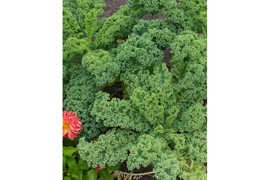 West Coast Seeds - Vates Blue Curled Scotch Kale - Dwarf, Frost-Tender Superfood (1g)