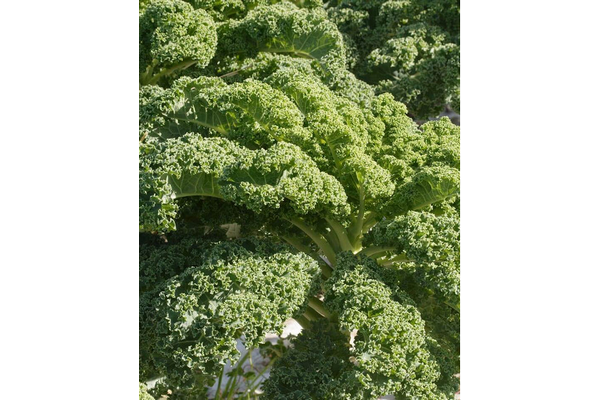 Load image into Gallery viewer, West Coast Seeds - Vates Blue Curled Scotch Kale - Dwarf, Frost-Tender Superfood (1g)
