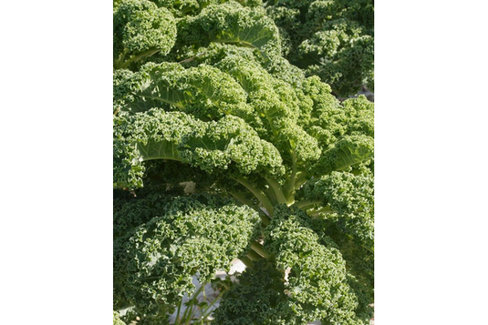 West Coast Seeds - Vates Blue Curled Scotch Kale - Dwarf, Frost-Tender Superfood (1g)