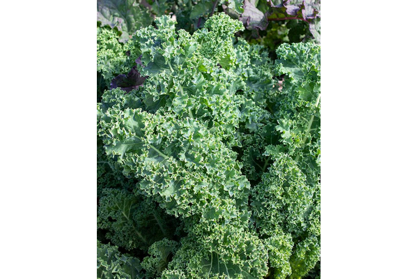 Load image into Gallery viewer, West Coast Seeds - Vates Blue Curled Scotch Kale - Dwarf, Frost-Tender Superfood (1g)
