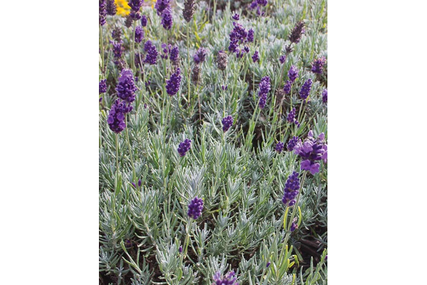 West Coast Seeds - Dwarf Munstead Lavender - Most Aromatic, Blue Flowers (0.125g)