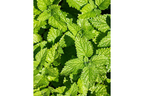 Load image into Gallery viewer, West Coast Seeds - Lemon Balm Seeds - Aromatic, Bee-Friendly Herb (0.25g)
