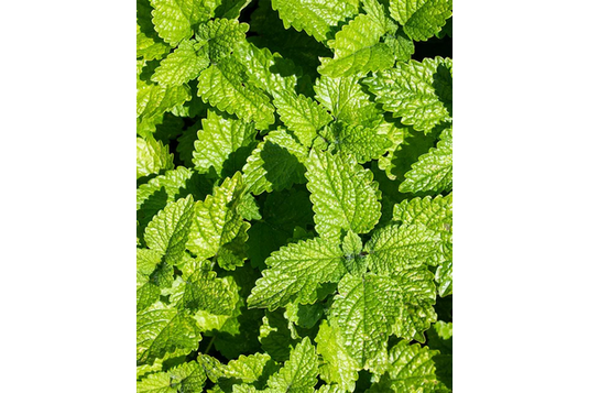 West Coast Seeds - Lemon Balm Seeds - Aromatic, Bee-Friendly Herb (0.25g)