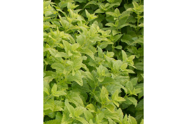 Load image into Gallery viewer, West Coast Seeds - Lemon Balm Seeds - Aromatic, Bee-Friendly Herb (0.25g)
