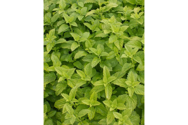 Load image into Gallery viewer, West Coast Seeds - Lemon Balm Seeds - Aromatic, Bee-Friendly Herb (0.25g)
