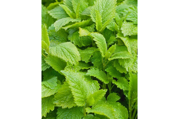 West Coast Seeds - Lemon Balm Seeds - Aromatic, Bee-Friendly Herb (0.25g)