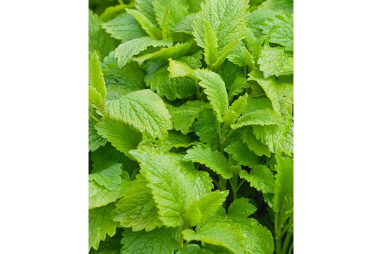 West Coast Seeds - Lemon Balm Seeds - Aromatic, Bee-Friendly Herb (0.25g)