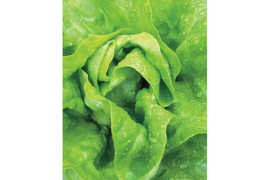 West Coast Seeds - Buttercrunch Lettuce - Tender, Heat-Resistant Rosettes (1g)