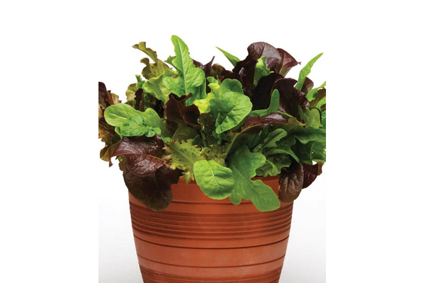 West Coast Seeds - City Garden Pelleted Lettuce - Vibrant Baby Greens Blend (1g)