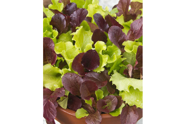 West Coast Seeds - City Garden Pelleted Lettuce - Vibrant Baby Greens Blend (1g)