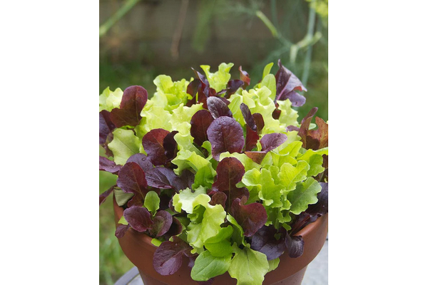 West Coast Seeds - City Garden Pelleted Lettuce - Vibrant Baby Greens Blend (1g)