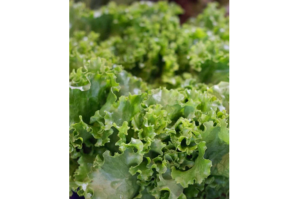 West Coast Seeds - Grand Rapids Lettuce - Fast-Growing, Cool Season Favorite (1g)