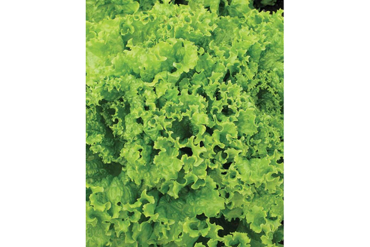 West Coast Seeds - Grand Rapids Lettuce - Fast-Growing, Cool Season Favorite (1g)