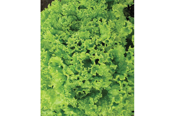 Load image into Gallery viewer, West Coast Seeds - Grand Rapids Lettuce - Fast-Growing, Cool Season Favorite (1g)
