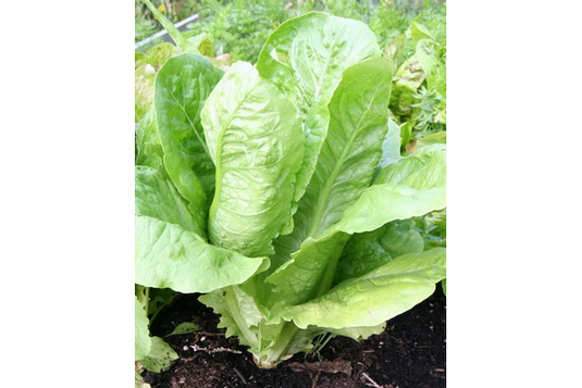 West Coast Seeds - Parris Island Cos Lettuce - Heirloom Romaine, Tender & Flavorful (0.50g)