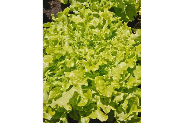 Load image into Gallery viewer, West Coast Seeds - Salad Bowl Green Lettuce - Heirloom, Bolt-Resistant (1g)
