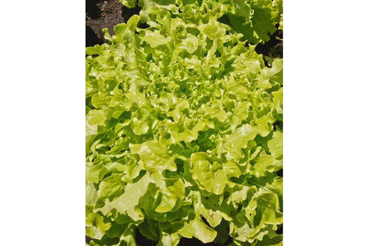 West Coast Seeds - Salad Bowl Green Lettuce - Heirloom, Bolt-Resistant (1g)