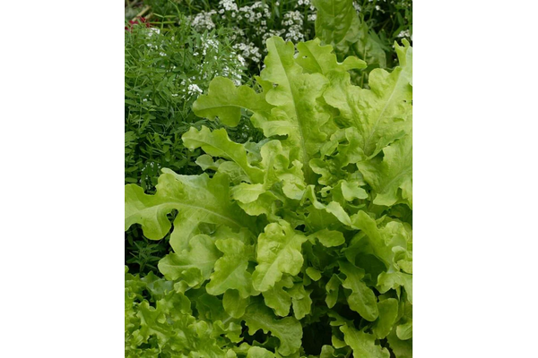 Load image into Gallery viewer, West Coast Seeds - Salad Bowl Green Lettuce - Heirloom, Bolt-Resistant (1g)
