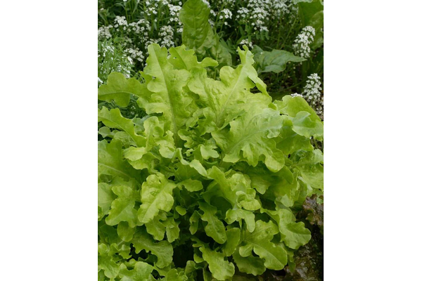 Load image into Gallery viewer, West Coast Seeds - Salad Bowl Green Lettuce - Heirloom, Bolt-Resistant (1g)
