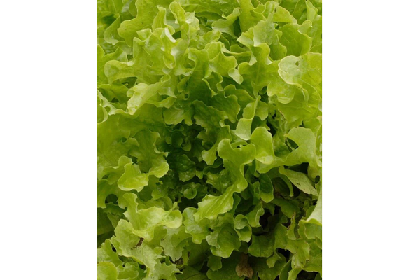 Load image into Gallery viewer, West Coast Seeds - Salad Bowl Green Lettuce - Heirloom, Bolt-Resistant (1g)
