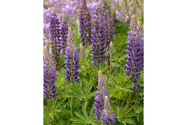 West Coast Seeds - Russell Hybrids Lupins - Vibrant Multi-Coloured Perennials (2g)