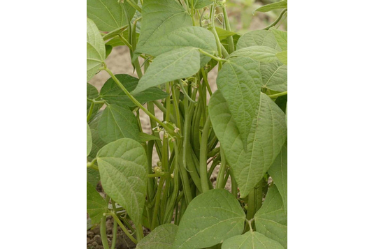 West Coast Seeds - Maxibel Filet Beans (12.5g) - High-Yield, Stringless Bush Beans