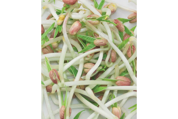 West Coast Seeds - Organic Mung Bean Sprouts - High Nutrition & Easy to Grow (125g)