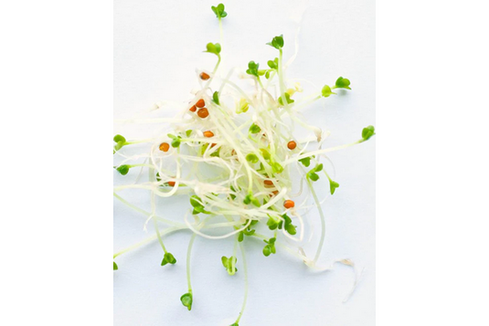 West Coast Seeds - Organic Yellow Mustard Microgreens - Spicy & Nutrient-Rich (100g)