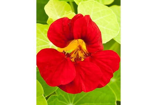 West Coast Seeds - Empress of India Nasturtiums - Heirloom Crimson Flowers (5g)