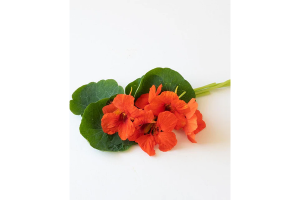 Load image into Gallery viewer, West Coast Seeds - Empress of India Nasturtiums - Heirloom Crimson Flowers (5g)
