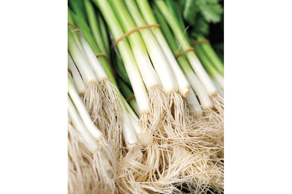 West Coast Seeds - Kincho Onions - Japanese Green Scallions (0.50g)