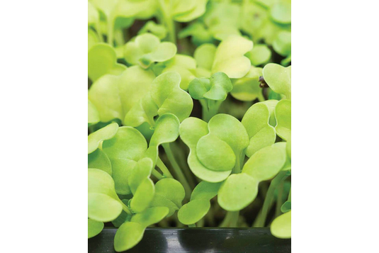 West Coast Seeds - Organic Pac Choi Microgreens - Nutritious Sprouting Seeds (125g)