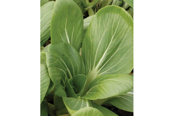 Load image into Gallery viewer, West Coast Seeds - White Stemmed Pac Choi (1g) - Petite, Mild Flavor, Easy Growing
