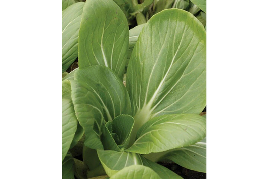 West Coast Seeds - White Stemmed Pac Choi (1g) - Petite, Mild Flavor, Easy Growing