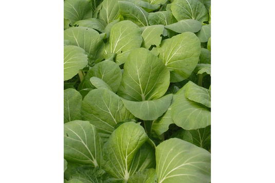 West Coast Seeds - White Stemmed Pac Choi (1g) - Petite, Mild Flavor, Easy Growing