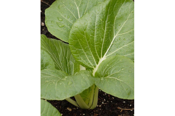 West Coast Seeds - White Stemmed Pac Choi (1g) - Petite, Mild Flavor, Easy Growing