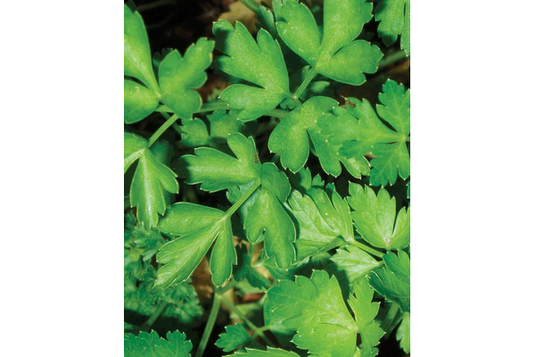 West Coast Seeds - Dark Green Italian Parsley (2g) - Rich Flavor, Easy Growing