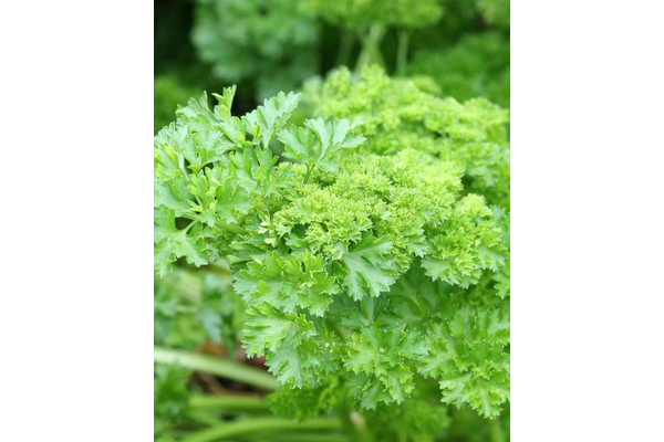 Load image into Gallery viewer, West Coast Seeds - Forest Green Parsley (2g) - Non-Bitter, Highly Curled, Easy Growing
