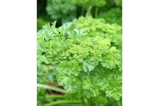 West Coast Seeds - Forest Green Parsley (2g) - Non-Bitter, Highly Curled, Easy Growing