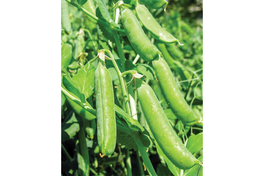 West Coast Seeds - Bolero Peas (25g) - Sweet, Disease-Resistant, Fast Maturing