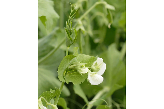 West Coast Seeds - Cascadia Peas (25g) - Sweet, Crunchy, Easy Growing