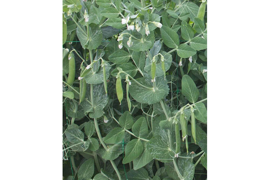 West Coast Seeds - Cascadia Peas (25g) - Sweet, Crunchy, Easy Growing