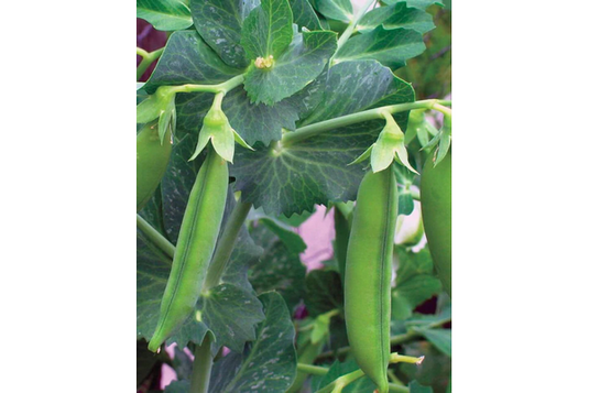 West Coast Seeds - Little Marvel Peas (25g) - Early Heirloom, Sweet & Tasty