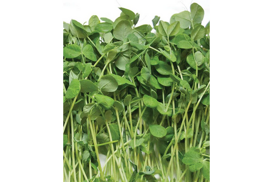 West Coast Seeds - Organic Pea Shoot Microgreens - Sweet & Nutritious (200g)