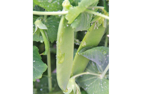 West Coast Seeds - Oregon Giant Peas (25g) - Sweet, Large Pods, Early Harvest